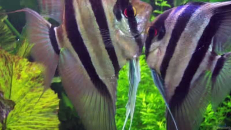 zur Eriinerung - Altum-Pärchen (18.06.07) von Richard Gärtner (22)