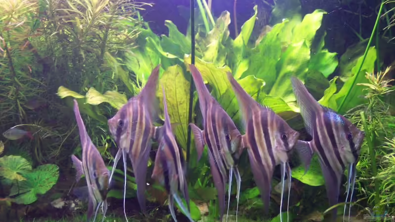 zur Erinnerung :-( - große Altumgruppe (28.09.07) von Richard Gärtner (2)