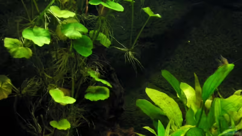 Zurück zu den Wurzeln von Malawigo (2)