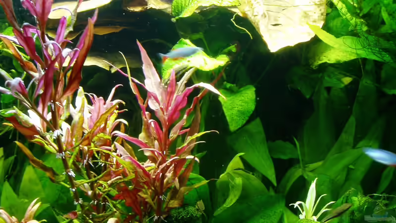 Zusätzlich eingehängte Seemandelbaumblätter - 31.03.2018 von Reiner Dr. Med. Jesse (22)