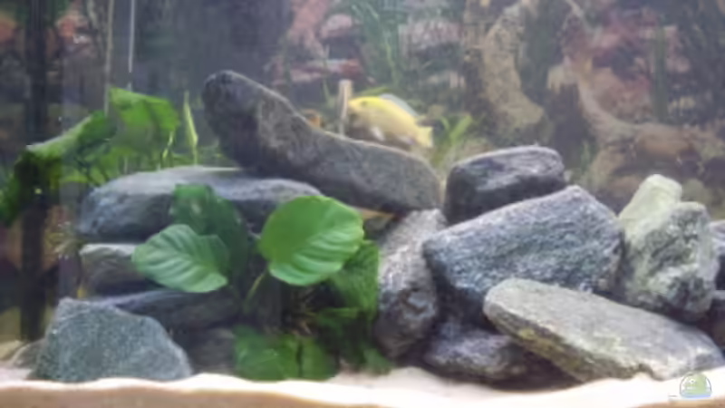 Zusätzliche Steinaufbauten 22.4.2008 von LaChica (14)