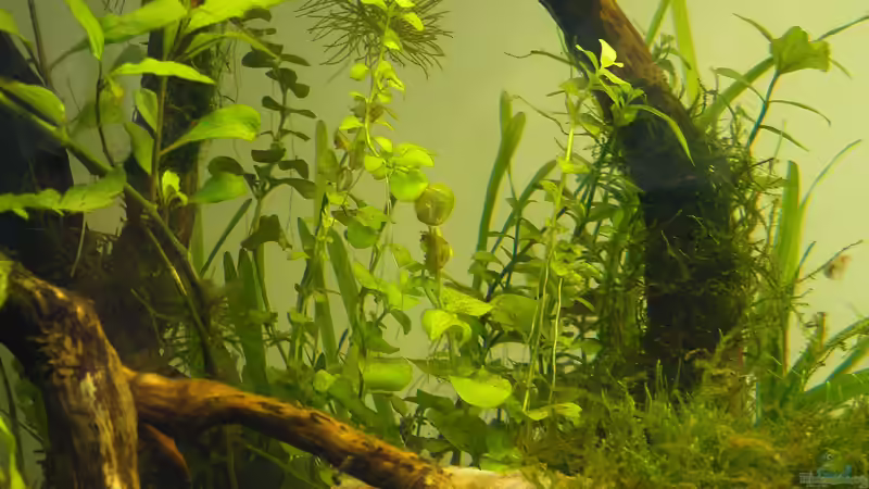 Zusätzliche Vallisnerien für noch mehr Tiefenwirkung - 14.05.2011 von bergfrau (25)