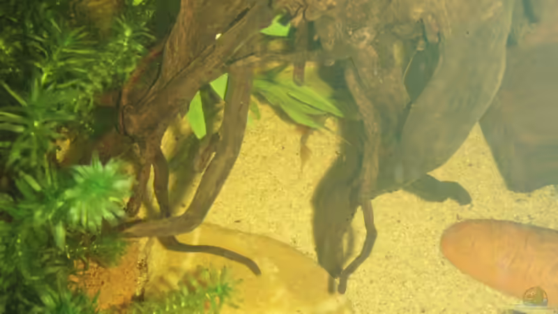 Zusätzliche Wurzel als Unterstand eingebracht von welspapa (4)