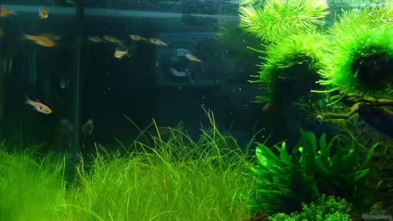 Zusammenspiel der Pflanzen auf der linken Seite (mit Rasboras) von Tim (12)