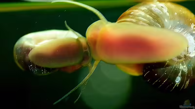 Zusammenstoß von Helmut Kreutmayer (15)
