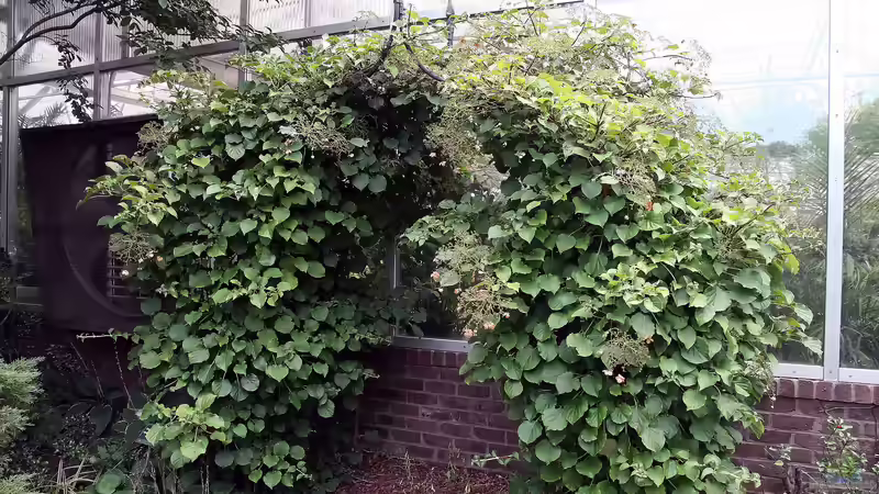 Zuschnitt von Hydrangea petiolaris: Das solltest du unbedingt beachten