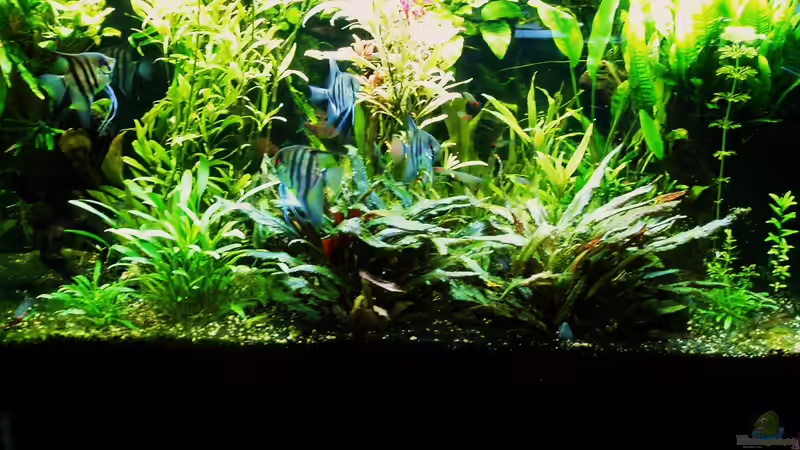 Zustand 05.10.2018, ca. 8 Monate nach Start von Reiner Dr. Med. Jesse (35)