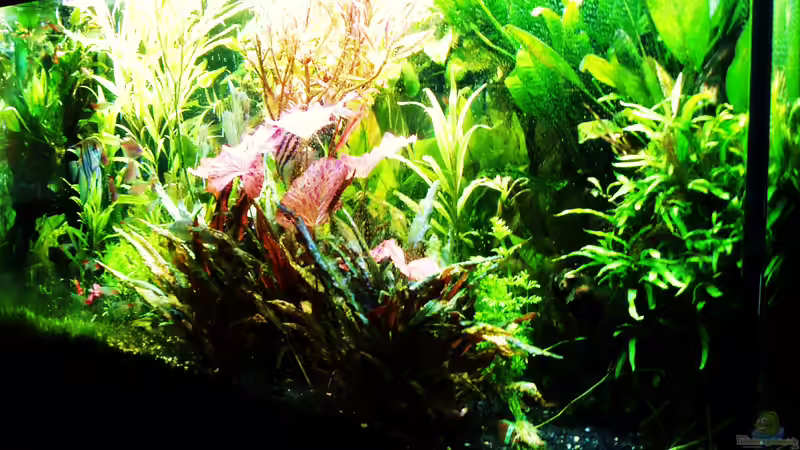 Zustand 09.07.2018 von Reiner Dr. Med. Jesse (26)