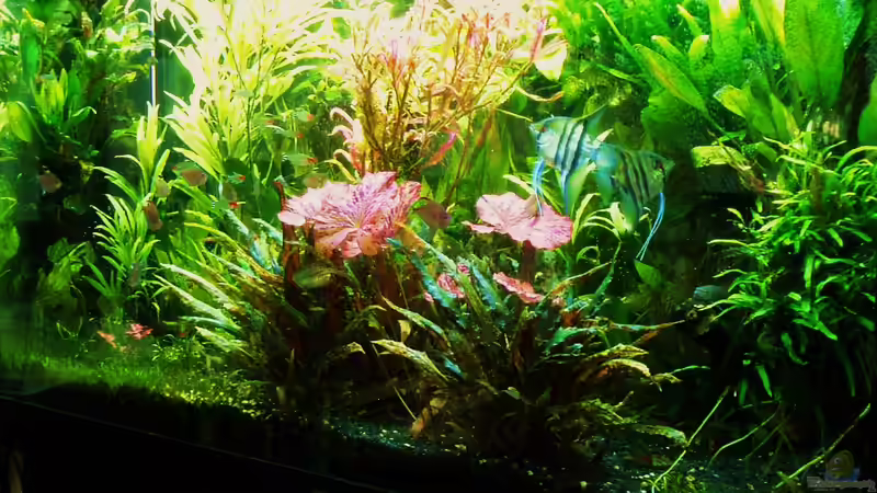 Zustand 09.07.2018 von Reiner Dr. Med. Jesse (27)