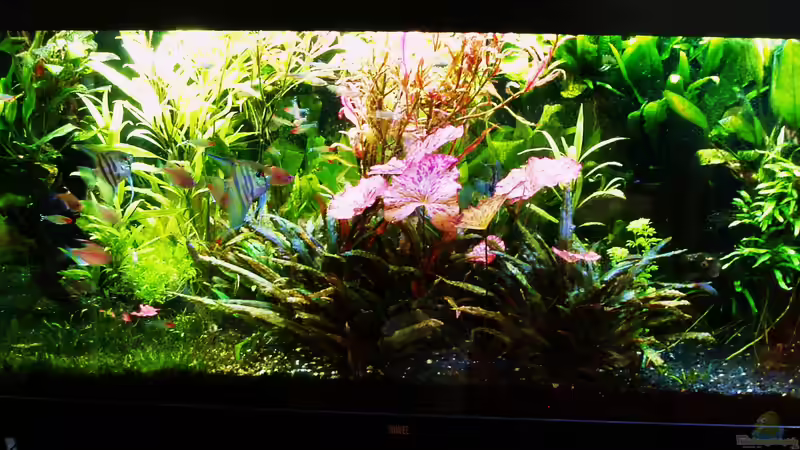 Zustand 09.07.2018 von Reiner Dr. Med. Jesse (29)