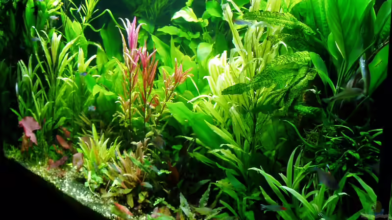 Zustand 15.03.2018 - Schrägsicht von Reiner Dr. Med. Jesse (15)