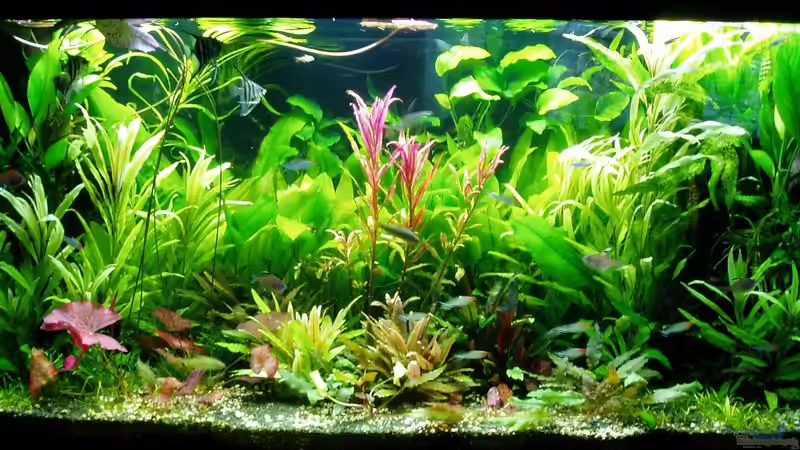 Zustand 15.03.2018 von Reiner Dr. Med. Jesse (16)