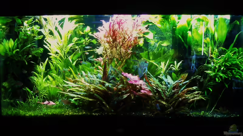 Zustand 21.06.2018 - 6 Monate nach Start von Reiner Dr. Med. Jesse (25)