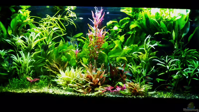 Zustand 23.03.203 von Reiner Dr. Med. Jesse (17)