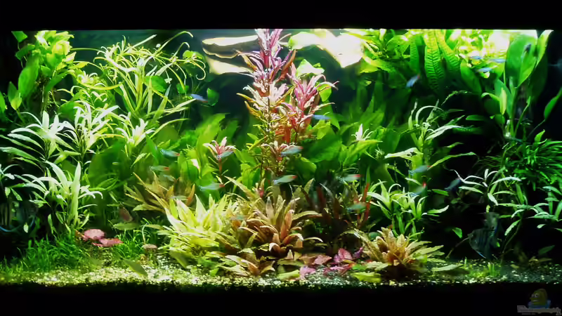 zustand 31.03.2018 - Seemandelbaumblätter im Hintergrund oben von Reiner Dr. Med. Jesse (23)