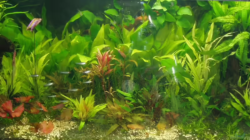 Zustand am 20,12.2017 (eingerichtet am 15.12.2017 von Reiner Dr. Med. Jesse (2)