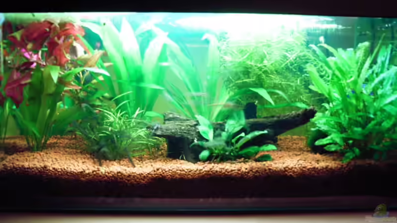 Zustand am 5. März 2006 von Martin Kind (4)