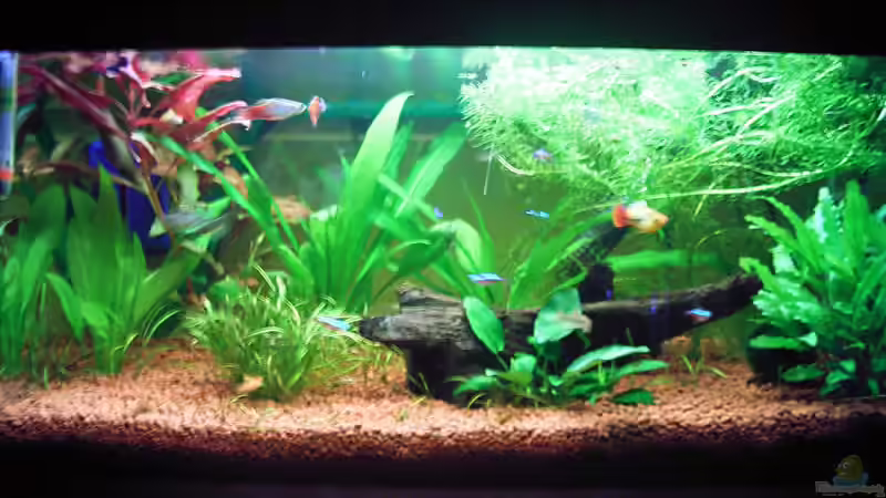 Zustand nach ca. 8 Wochen und 4 Wochen mit neuer Beleuchtung von Martin Kind (3)