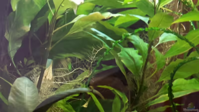 Zustrom von NRW (17)