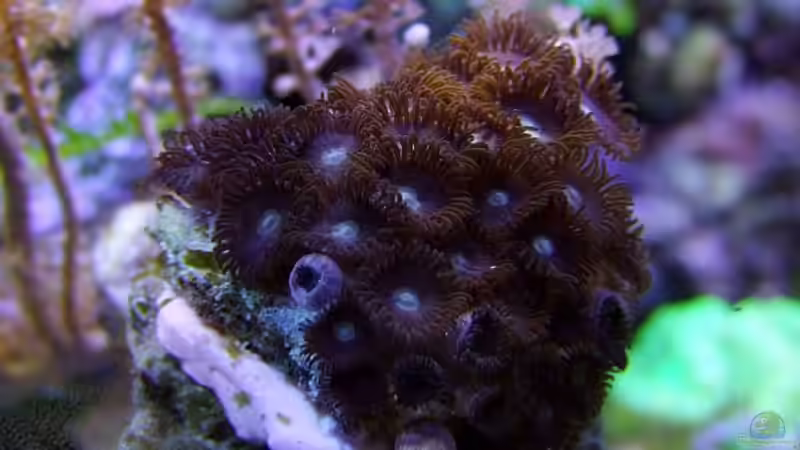 Zwar nicht so bunt wie so mancher Verwandter, aber trotzdem schöne Krustenanemonen, von Denise83 (30)