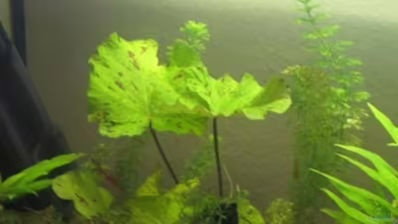 Zwar noch aus der alten Einrichtung bisher habe ich aber noch kein schöneres Bild von Stephan Radtke (9)