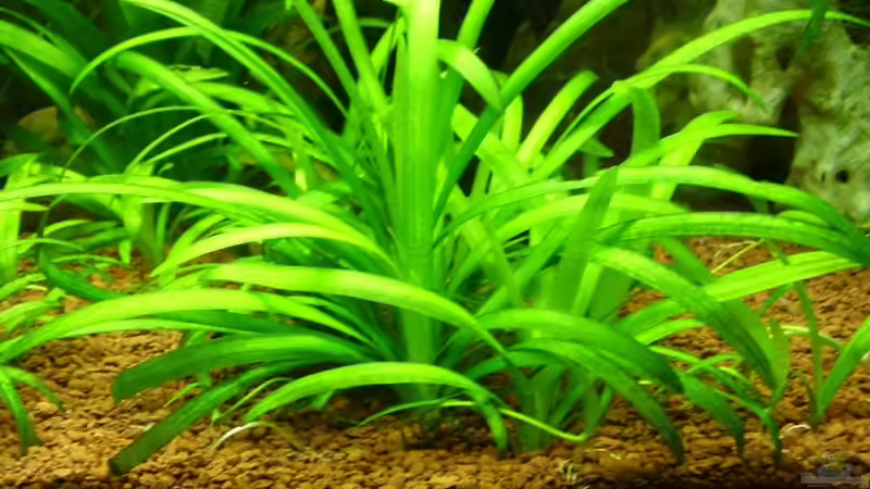 Zwegpfeilkraut von Wels-fan (16)