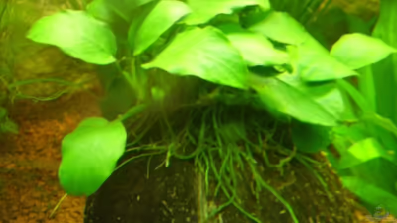 Zwegspeerblatt von Wels-fan (23)