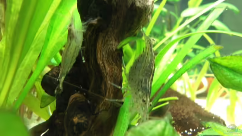 zwei Amanogarnelen auf Mopaniwurzel von mawi (23)