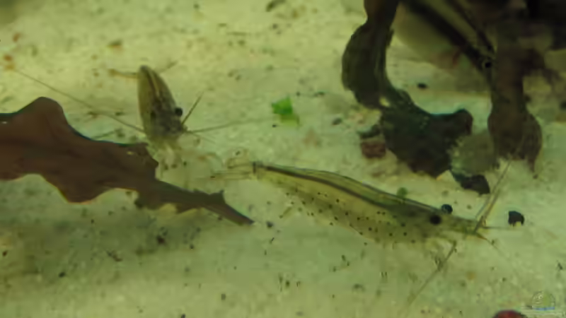 Zwei Amanogarnelen von Christian Trommer (26)