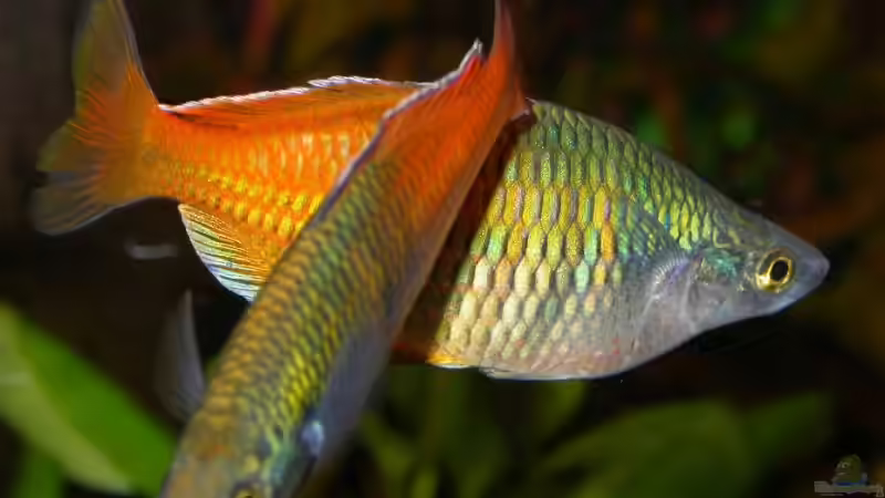 zwei Boesemani-Männchen von Susanne Schmohl (42)