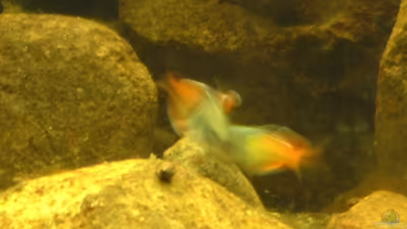 zwei Boesemanis kloppen sich von Sebastian.. (22)