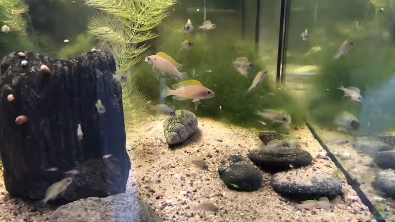 Zwei Bruten der Neolamprologus caudopunctatus sind im Aquarium von Helga Kury (2)