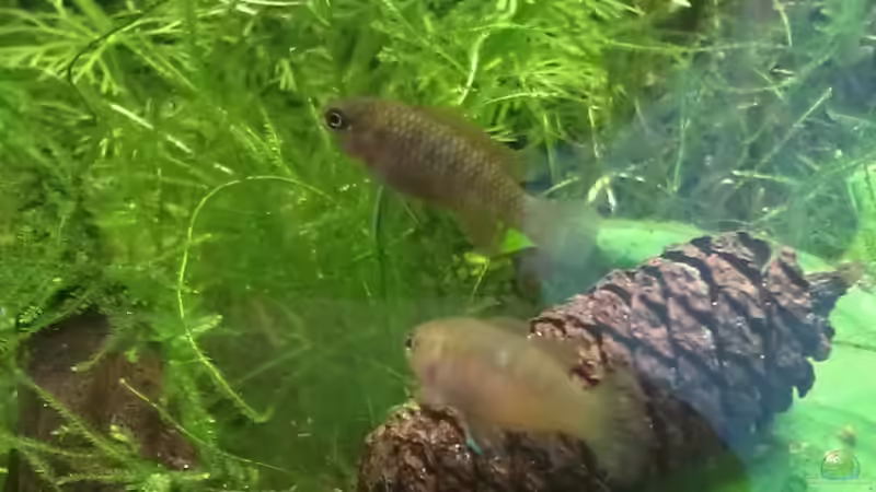 zwei der Damen, sie sind meistens zusammen zu sehen von TinaMarie (25)