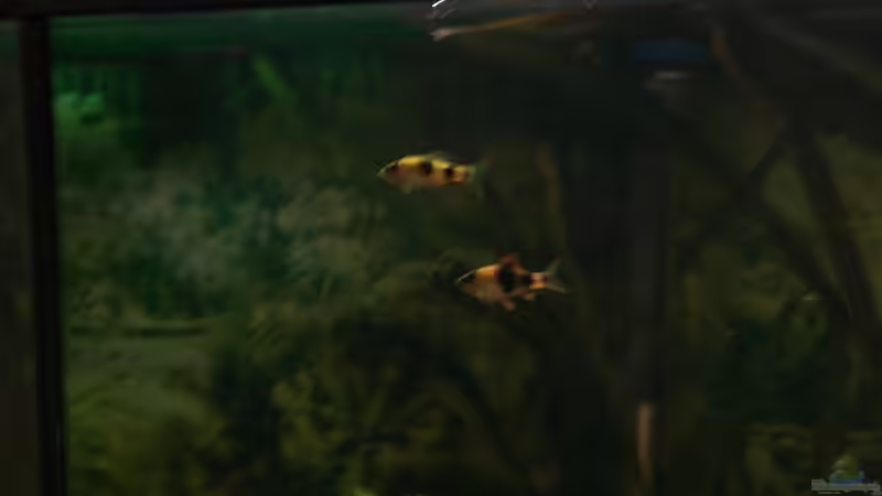 zwei der fünf Pandabarben von Sunnyboy_72 (17)