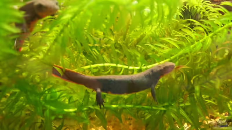 Zwei der Grösseren in Wasserpest von Nicky (9)