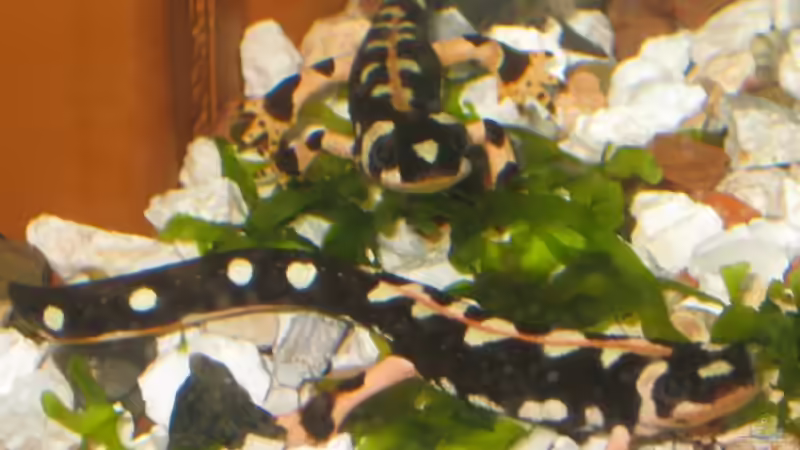 zwei der insges. vier Bewohner von Amphibienhalterin (3)