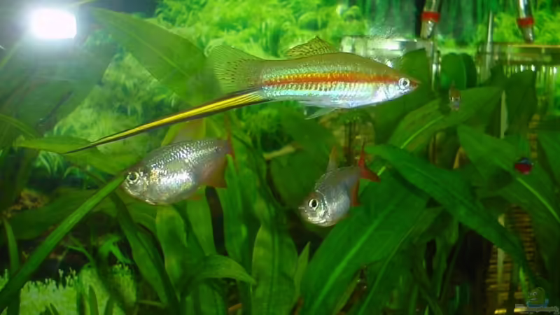 Aquarien mit Algenfresser (Algenfressende Fische oder Wirbellose)