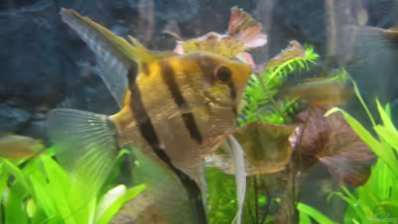 zwei der Skalare sehen so aus von Andreas Kurz (10)