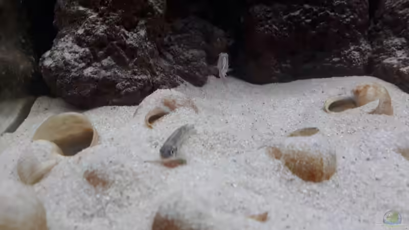 Zwei der Weibchen. von NiRo (21)