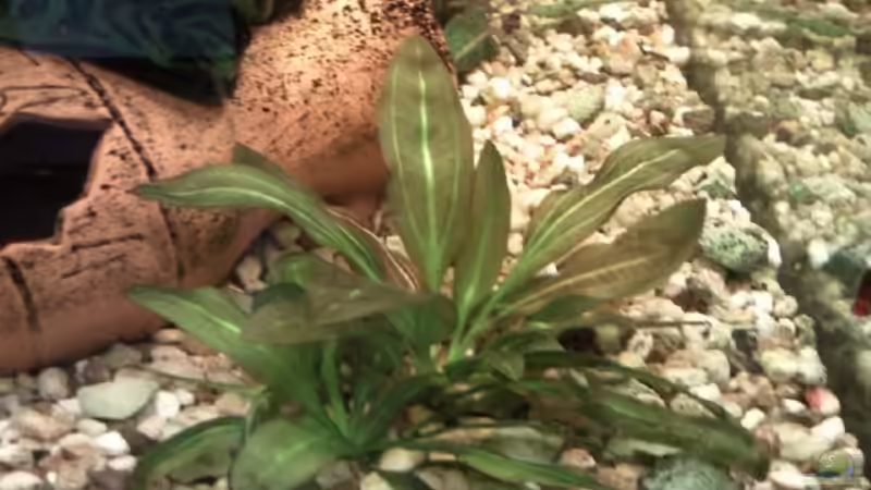 Zwei Echinodorus Rainers Kitty von mikael38 (26)