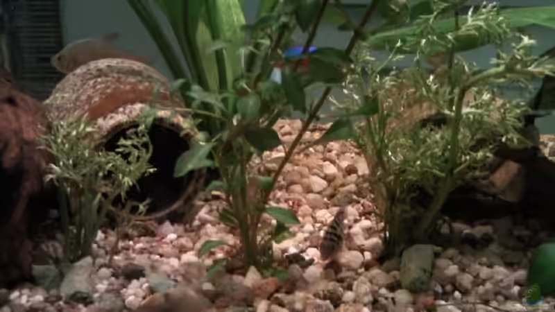 Zwei feine Sumatrafarn und ein schmalblättriges Papageienblatt,Jungpflantzen vorne von mikael38 (22)