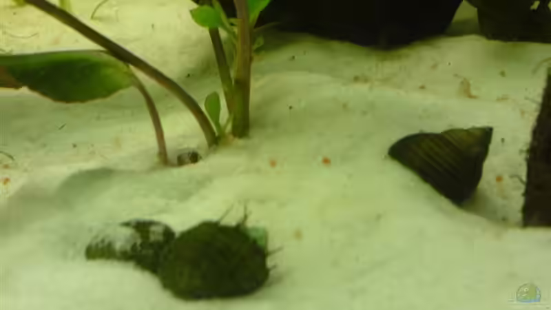 zwei Haarige Turmdeckelschnecke und eine Tiger-Turmdeckelschnecke von Oli (16)