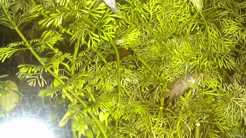 zwei Hara jerdoni und ein Dario dario Männchen im Hintergrund von TinaMarie (19)