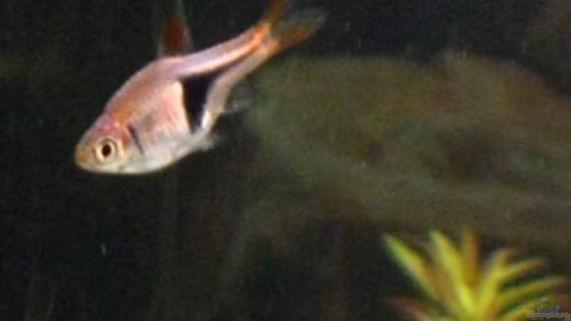 Zwei Keilfleckbärblinge von DanBri (30)