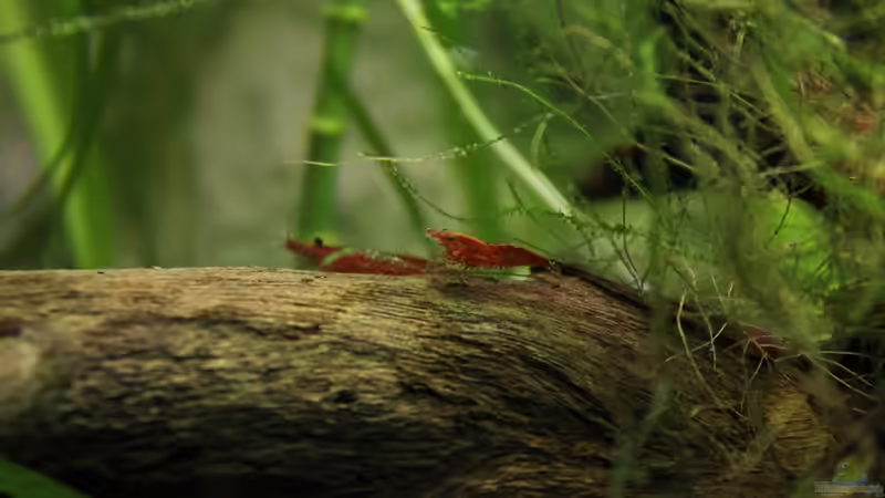 Zwei kleine Red-Fire Garnelen von Springer (25)