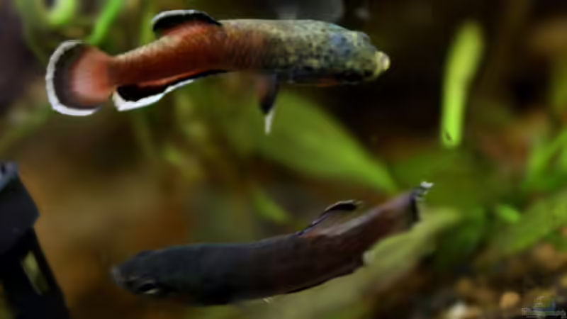 Zwei Männchen beäugen sich... von Falk (17)