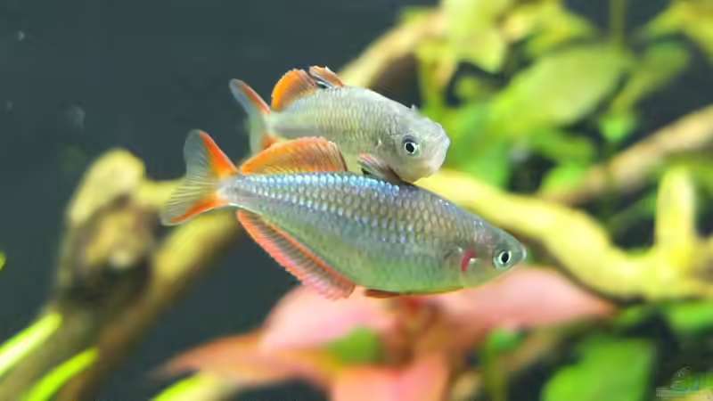 zwei Männchen beim Revierkampf von axolotl (86)