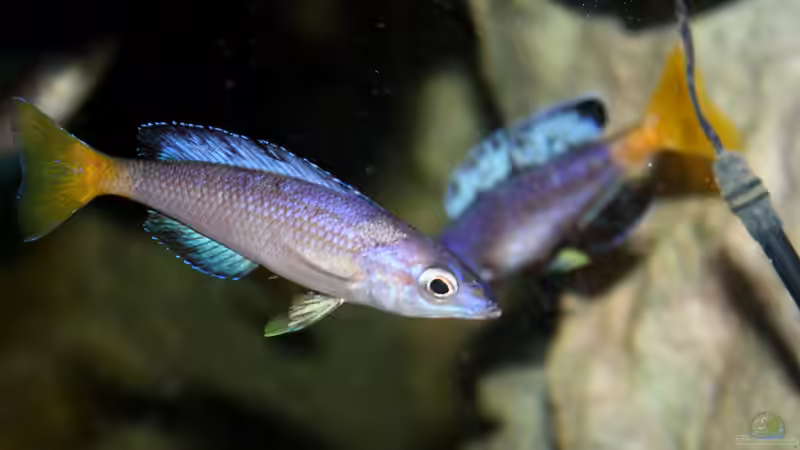 Zwei Männchen in Drohhaltung von Koehler (68)