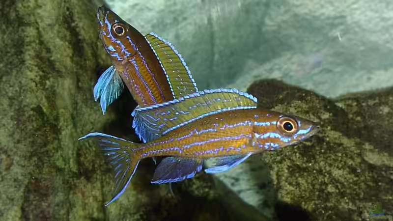 Aquarien mit Paracyprichromis nigripinnis (Neon-Kärpflingscichlide)