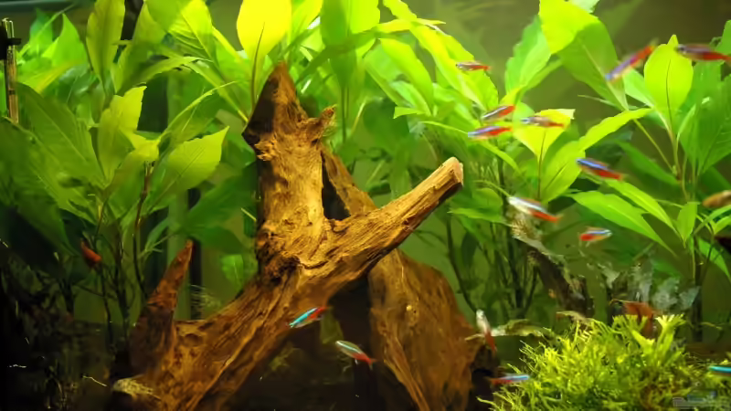 zwei Mangrovenwurzeln bilden eine Höhle von Denis Aschenbach (7)